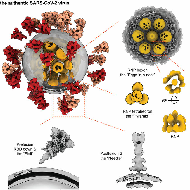 全式金產(chǎn)品再登《Cell》雜志