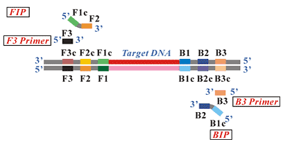 LAMP引物設(shè)計 LAMP引物設(shè)計