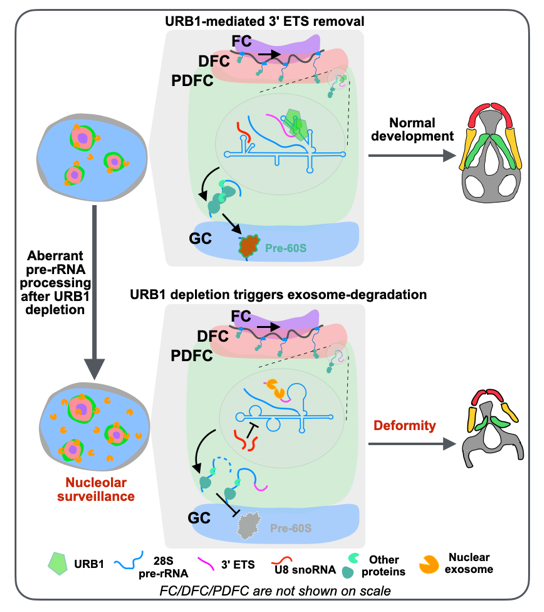 核仁蛋白質協(xié)同核仁精細結構與pre-rRNA加工的新機制