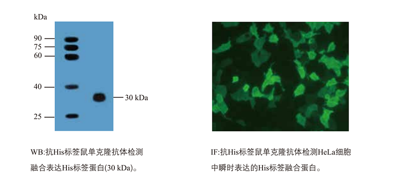 ProteinFind? Anti-His Mouse Monoclonal Antibody (HT501)