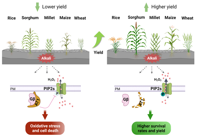 Gγ亞基編碼基因AT1介導(dǎo)植物對(duì)堿脅迫的響應(yīng)機(jī)制