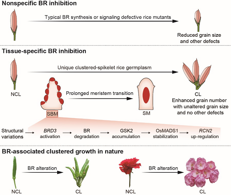 圖2修改后.png 圖2修改后.png