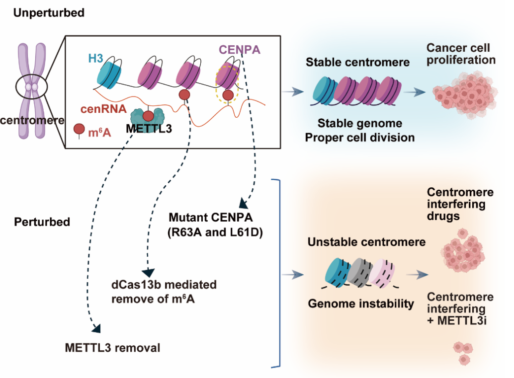 CENPA-m6A-cenRNA調(diào)控著絲粒穩(wěn)態(tài)和腫瘤耐藥性 CENPA-m6A-cenRNA調(diào)控著絲粒穩(wěn)態(tài)和腫瘤耐藥性