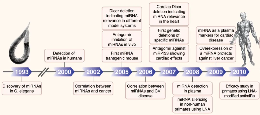 自1993-2000發(fā)現(xiàn)microRNA開(kāi)始的microRNA研究進(jìn)程
