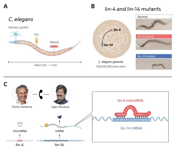 Ambros和Ruvkun發(fā)現(xiàn)lin-4來(lái)源的microRNA過(guò)程