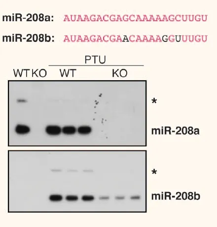 Northern Blot檢測(cè)的靈敏度和準(zhǔn)確性