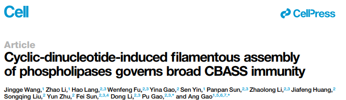 Cyclic dinucleotide-induced filamentous assembly of phospholipases governs broad CBASS immunity Cyclic dinucleotide-induced filamentous assembly of phospholipases governs broad CBASS immunity