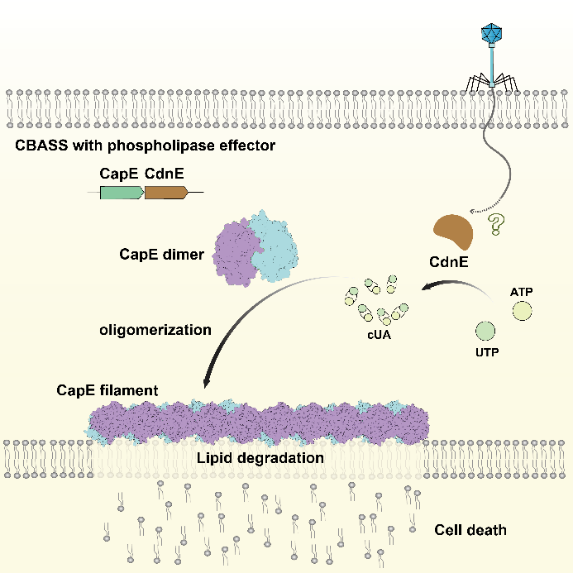CBASS磷脂酶類效應(yīng)蛋白的抗噬菌體免疫機(jī)制 CBASS磷脂酶類效應(yīng)蛋白的抗噬菌體免疫機(jī)制