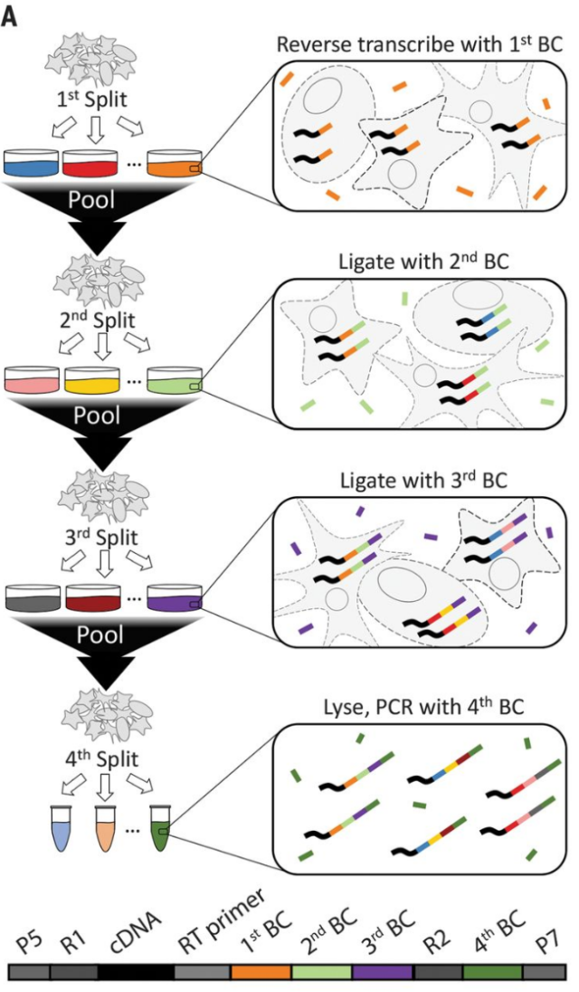 SPLiT-seq實(shí)驗(yàn)原理 SPLiT-seq實(shí)驗(yàn)原理