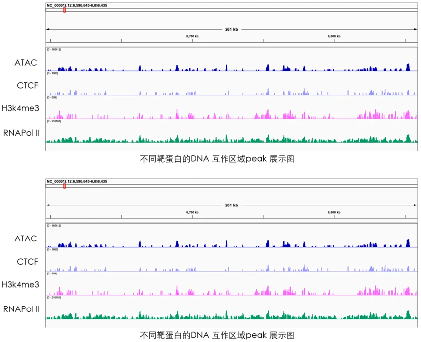 不同靶蛋白的DNA互作區(qū)域peak展示圖 不同靶蛋白的DNA互作區(qū)域peak展示圖