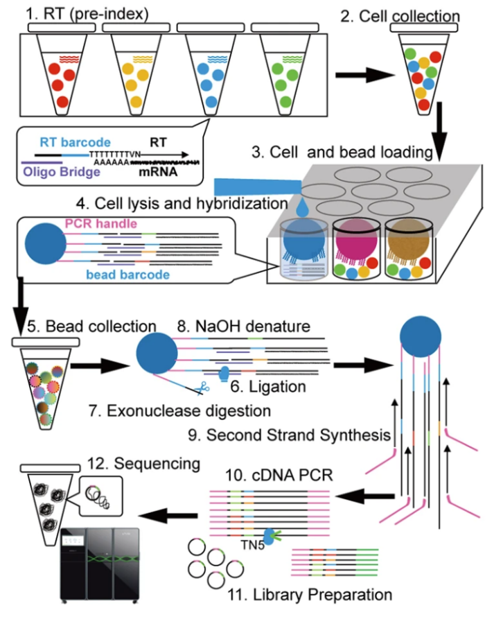 Micro-well實(shí)驗(yàn)原理 Micro-well實(shí)驗(yàn)原理