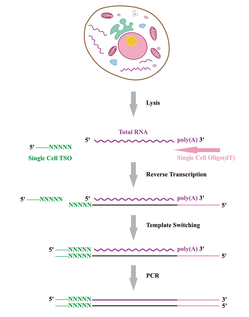 SMART-Seq2實(shí)驗(yàn)原理 SMART-Seq2實(shí)驗(yàn)原理
