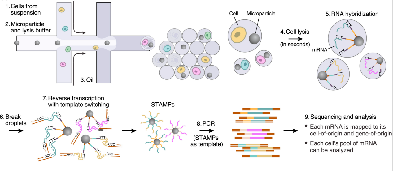 Drop-seq實(shí)驗(yàn)原理 Drop-seq實(shí)驗(yàn)原理