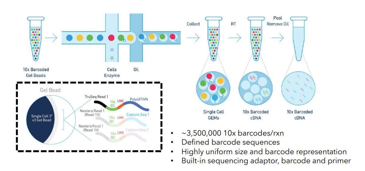 10× Genomics實(shí)驗(yàn)原理 10× Genomics實(shí)驗(yàn)原理