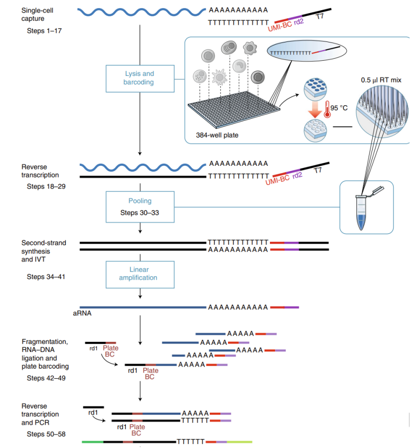 MARS-seq實(shí)驗(yàn)原理.png MARS-seq實(shí)驗(yàn)原理.png