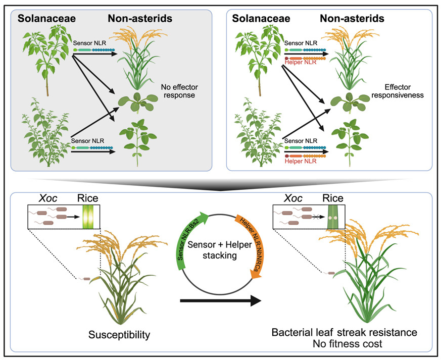 跨科共轉(zhuǎn)移感受型與輔助型 NLRs 拓展了茄科胞內(nèi)免疫受體在水稻、擬南芥和大豆中的功能