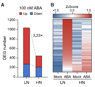 氮營(yíng)養(yǎng)狀態(tài)決定植物 ABA 應(yīng)答反應(yīng) 氮營(yíng)養(yǎng)狀態(tài)決定植物 ABA 應(yīng)答反應(yīng)