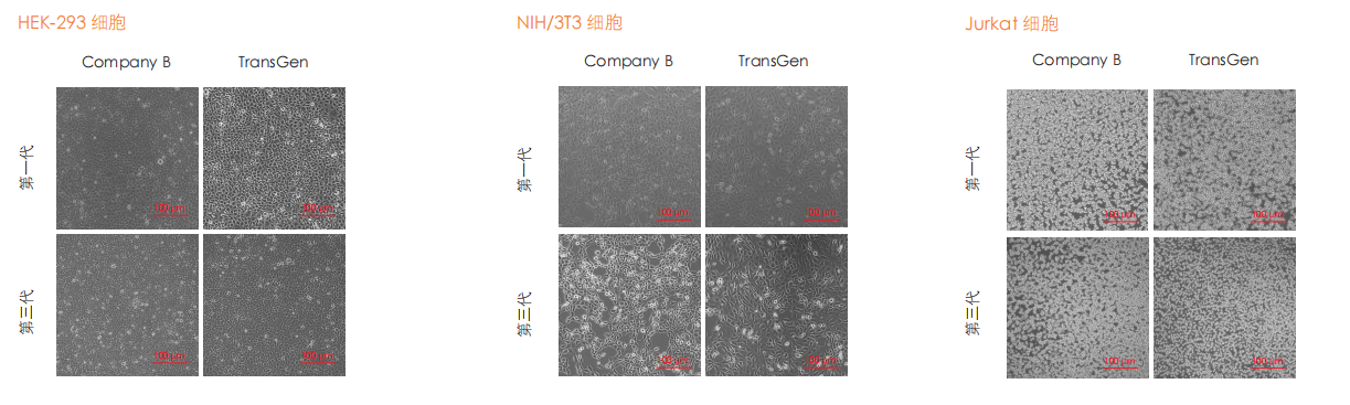 普通細胞培養(yǎng)圖 ( 部分結果 ) 普通細胞培養(yǎng)圖 ( 部分結果 )