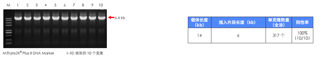 14 kb 長載體成功組裝 14 kb 長載體成功組裝