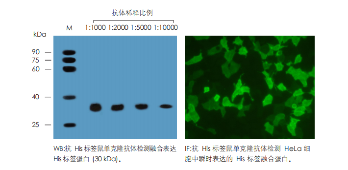 數(shù)據(jù)展示 數(shù)據(jù)展示