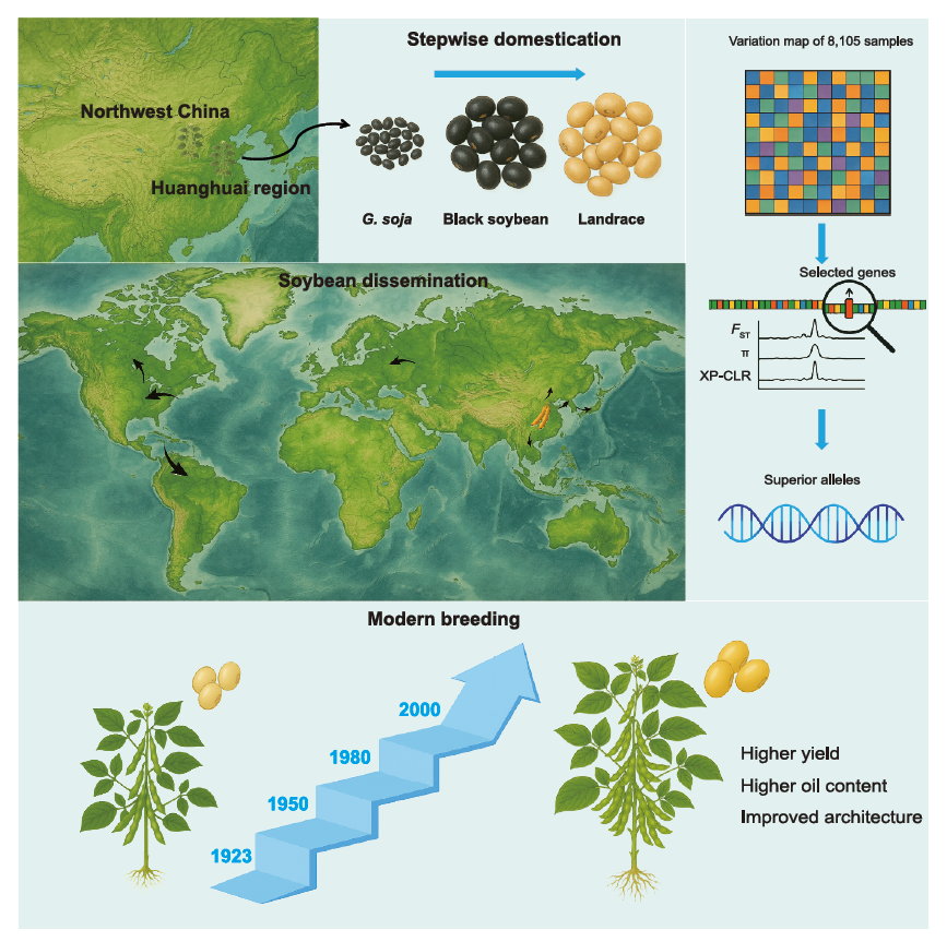 大豆的馴化、傳播與改良過程